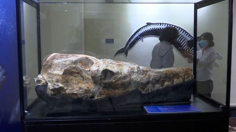 Paleontologové představili unikátní lebku basilosaura